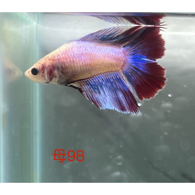 最大78 オフ 病魚薬 魚病薬 観パラd 500ml 動物用医薬品 細菌感染症 穴あき病 の治療 熱帯魚 金魚 薬 Wg Suedost At