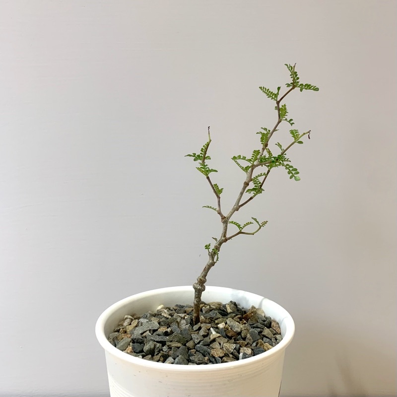 巧琦屋 象足漆樹苗 實生 Operculicarya Pachypus 4吋盆 蝦皮購物