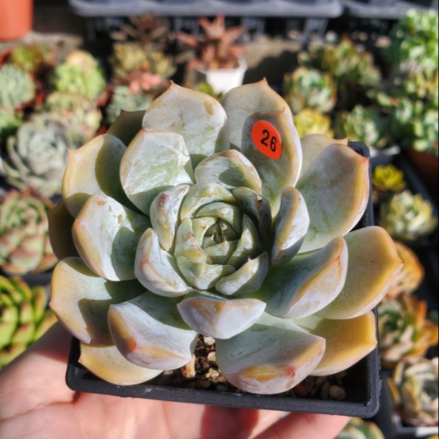景天echeveria 26 雪兔3吋多肉植物 蝦皮購物