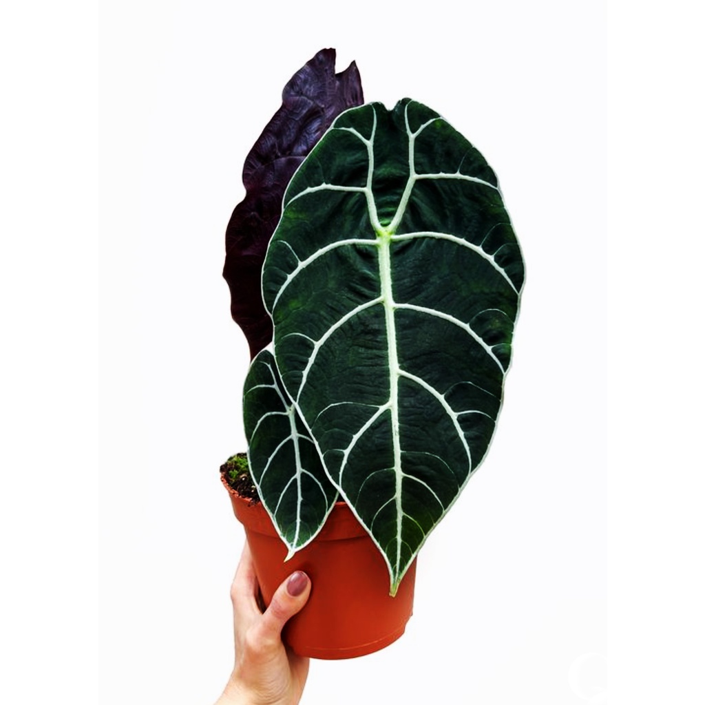 華森觀音蓮 觀賞級大葉 Alocasia Watsoniana 觀葉植物觀音蓮華生觀音蓮天南星科 蝦皮購物