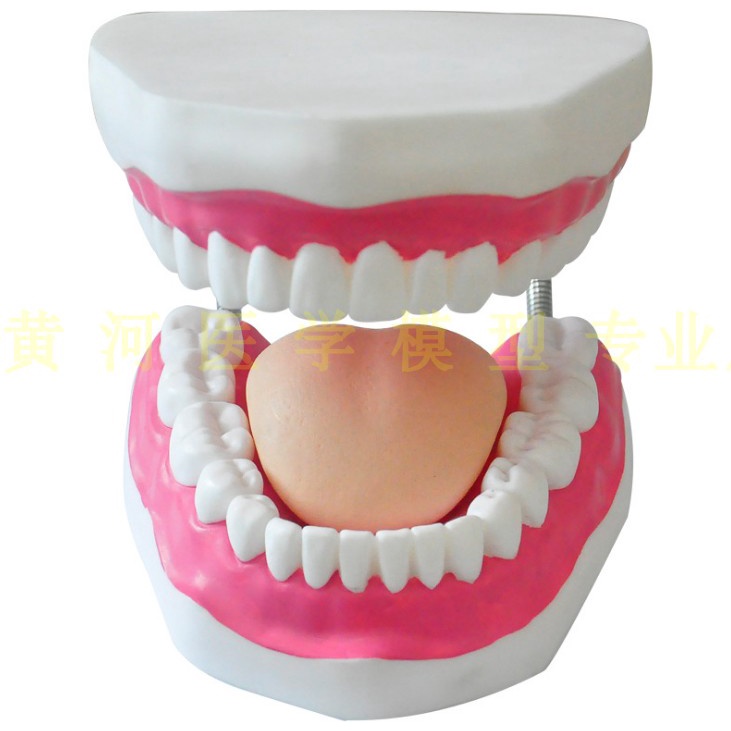 醫學教具 高級6倍大型護理牙模型 牙齒構造模型 牙齒模型 人體口腔模型 人體模型 SSS