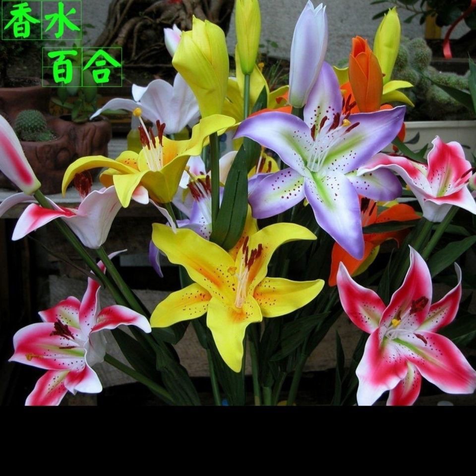 各類種球 帶芽發貨 香水百合種球四季種植百合花種子盆栽室內陽臺花卉zg低價走量o 蝦皮購物