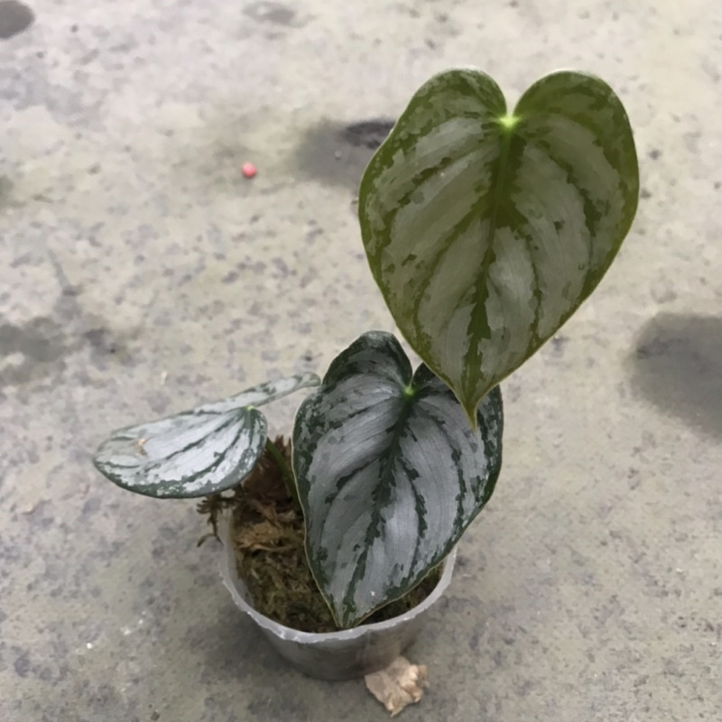 糀町雨林植物💮 白蘭地蔓綠絨 Philodendron Brandtianum觀葉植物