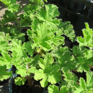茂豐~盆栽 玫瑰天竺葵 Rose Geranium