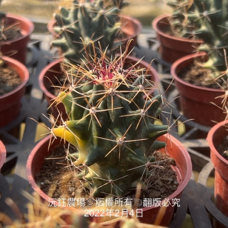 沅鈺農場   仙人掌   大虹丸錦