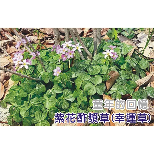 紫花酢漿草 幸運草 童年的回憶台中立力花園 蝦皮購物