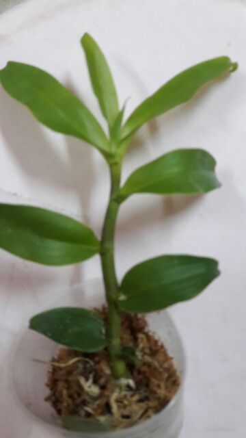 寬葉夏檀anosmum 蝦皮購物