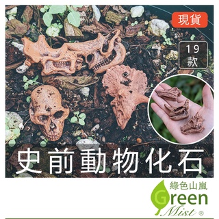 史前動物化石擺飾 恐龍化石 微景觀 拍攝道具 生態瓶裝飾 園藝造景 苔蘚盆栽裝飾 多肉植物裝飾【綠色山嵐】