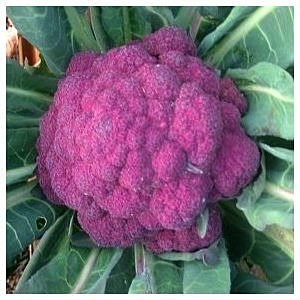 紫花椰菜  種子  特價60顆35元