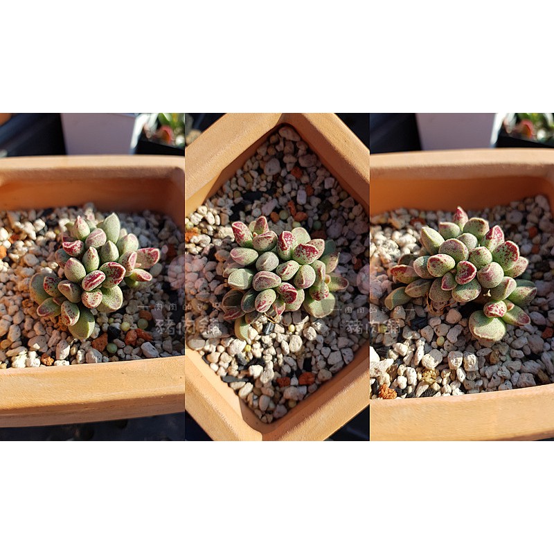 多肉植物~天章屬【Adromischus marianiae NBG 701/75】