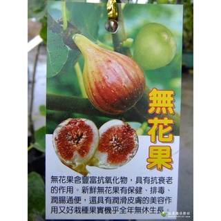 大果無花果 海菲爾 東川 糖包子 雅典娜 波姬紅 黃金 大粒 無花果苗 樹苗 金傲芬 盆栽 金奧芬 土耳其 藍帶無花果