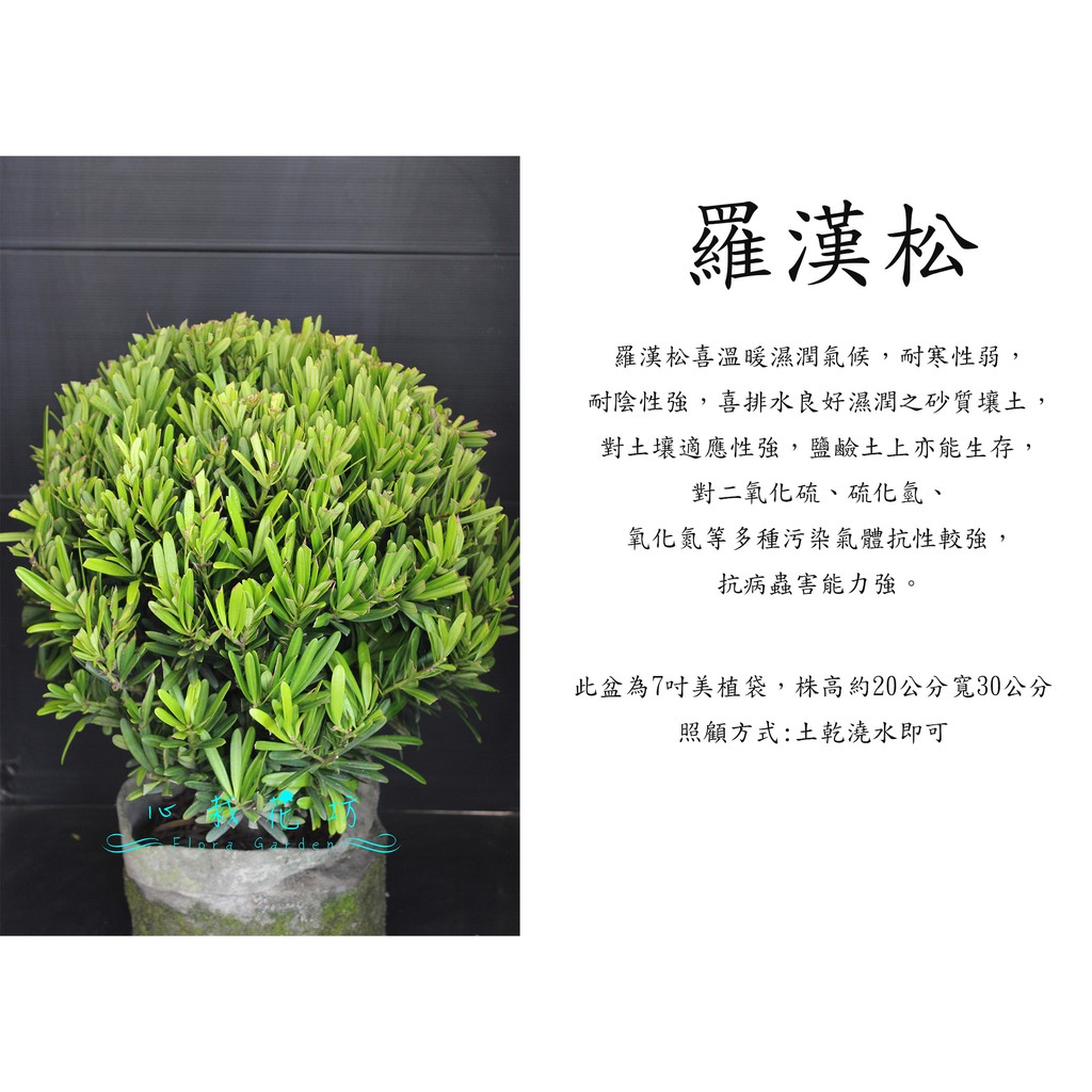 心栽花坊-羅漢松/圓球/7吋植袋/綠化環境/綠籬植物/售價800特價700