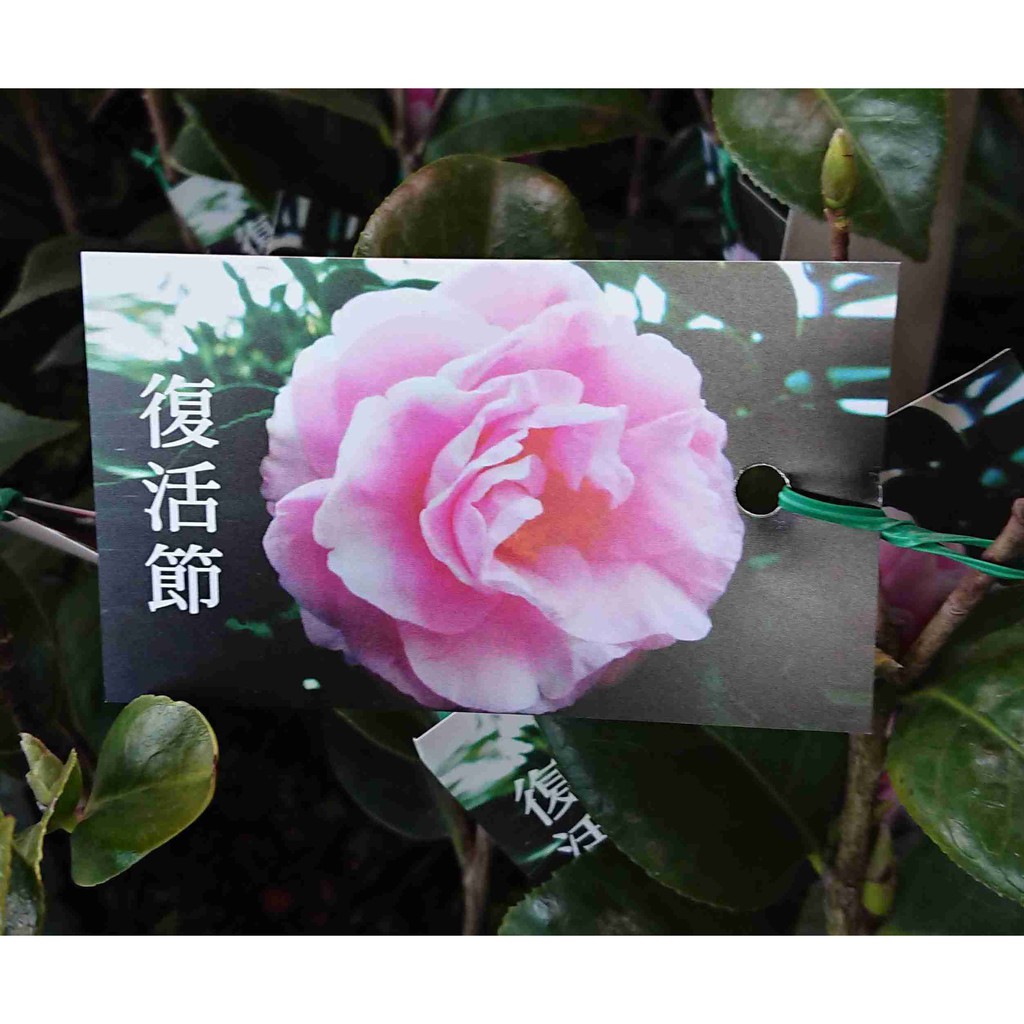 茶花苗 復活節 花森林植物的家 3吋盆 蝦皮購物