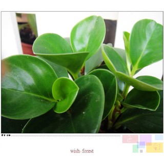 WISH FOREST【耐陰植物。圓葉椒草】。辦公室優選植栽~~