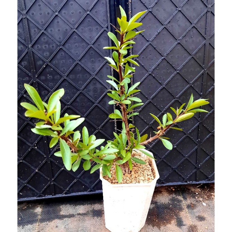 福桂木 刺樹fouquieria Diguetii 蝦皮購物