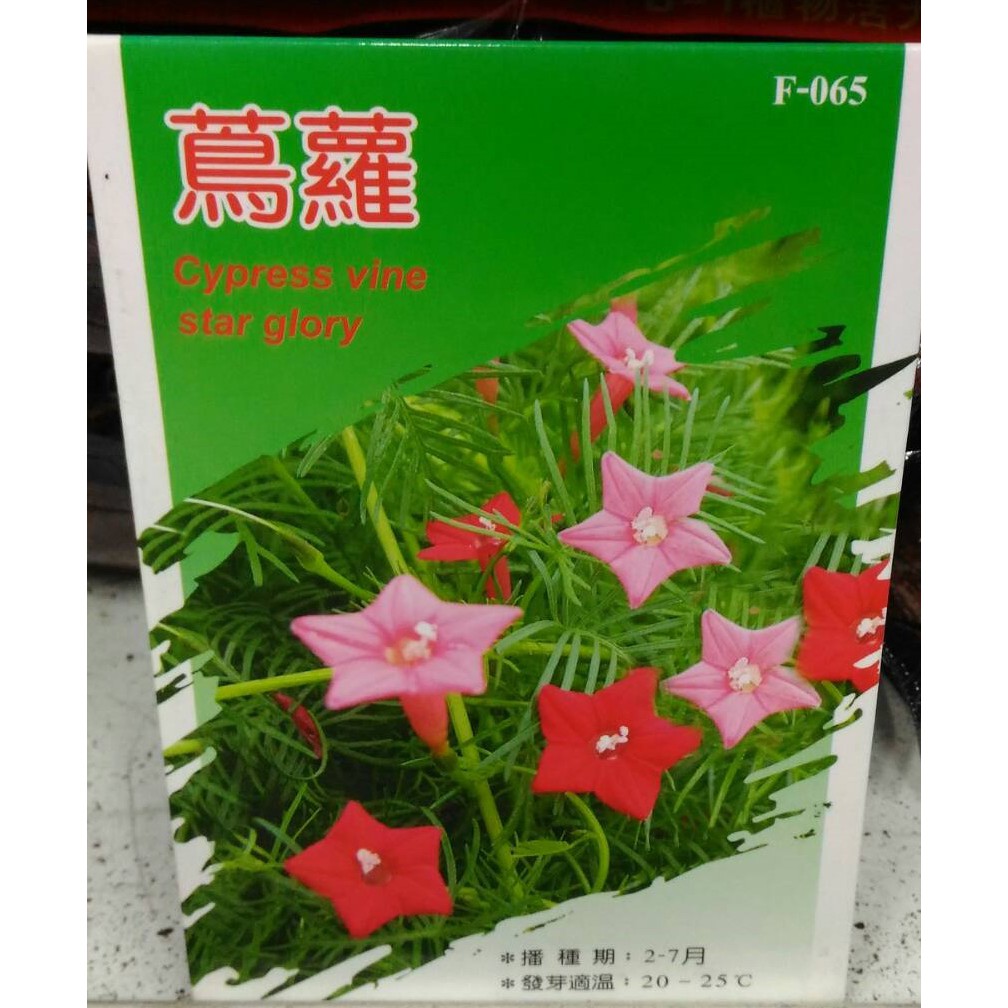 一禪種苗園-花色鮮豔葉形秀氣四季開花&lt;蔦蘿種子(新娘花)&gt;種子-1組3包/適合拿來點綴籬笆、陽台/小型棚架綠化材料