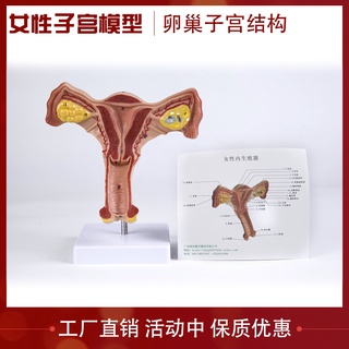 ♥❤女性內生殖器官解剖模型 子宮正常 卵巢模型 生殖結構模型 婦科