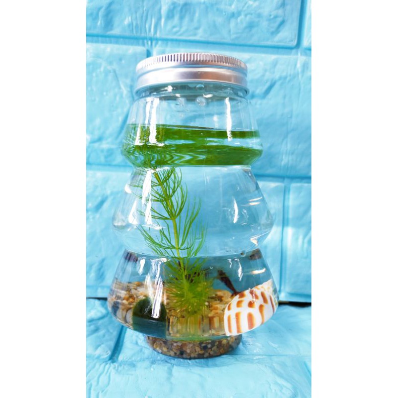 得寵家居 親子diy 水草瓶生態瓶魚草共生辦公桌裝飾療癒小物綠藻球瓶綠球藻炸毛君團體禮品聖誕節交換禮物