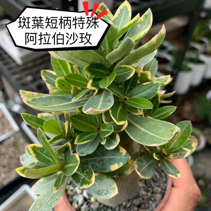 【外星人的植物園】 特殊阿拉伯沙漠玫瑰 錦班  斑葉 侏儒 開花植物 現貨【滿額免運】多肉 塊根沙漠玫瑰 台灣侏儒沙玫