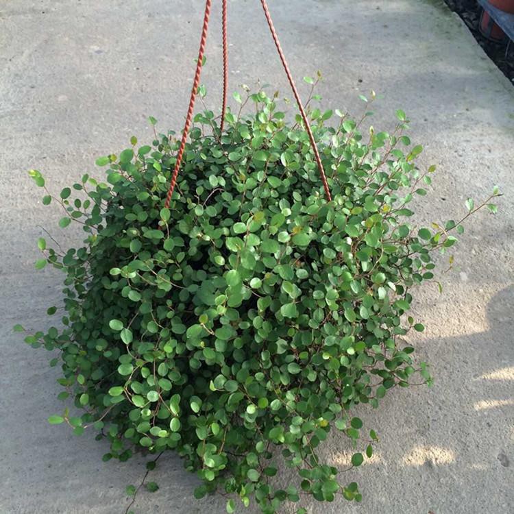 精選千葉蘭盆栽庭院陽臺花苗吊蘭多年生垂吊綠植室內觀葉凈化空氣植物星星の小鋪 蝦皮購物