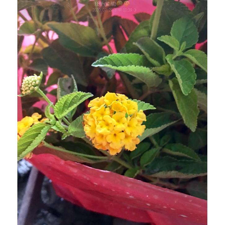 花囍園 圍籬觀花植物 馬櫻丹 黃色 1組10株 超易開花適應 3吋高約8 10cm 特價150 蝦皮購物