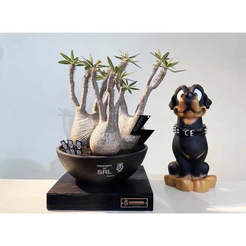 NEIGHBORHOOD SRL . BOWL-M / P-PLANT POT 黑膠盆象牙宮龜甲龍現貨在店 