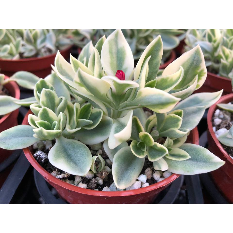 沅鈺農場多肉植物太陽玫瑰錦 花蔓草錦 露養植物有曬傷 蝦皮購物