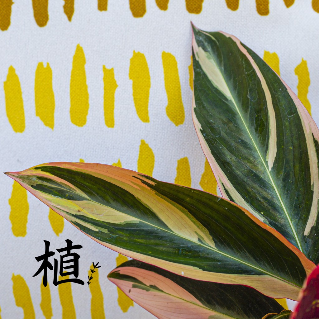 【七彩竹芋】葉片如油畫藝術品，觀賞性高！居家植物。網美植物