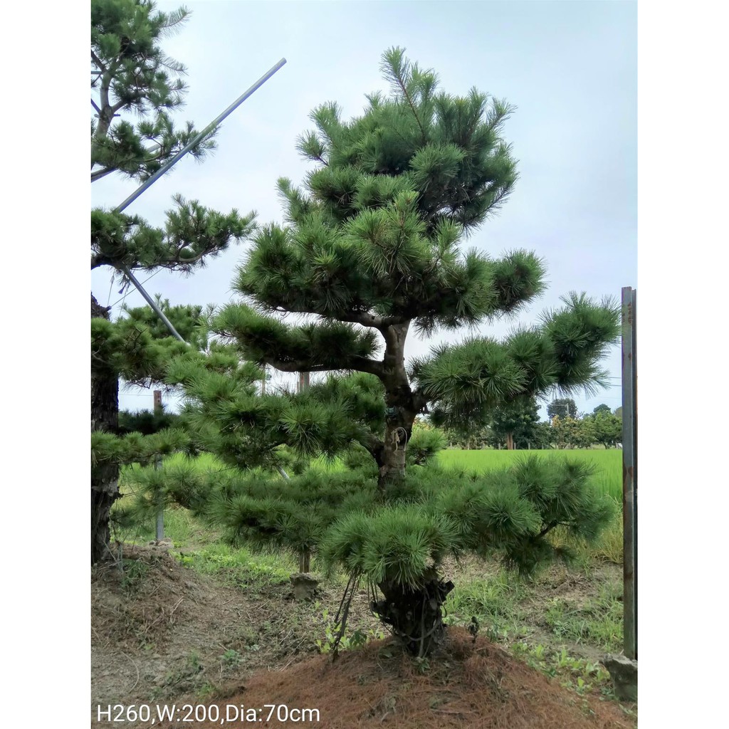 【楽ギフ_包装】 五葉松 - 植物/観葉植物