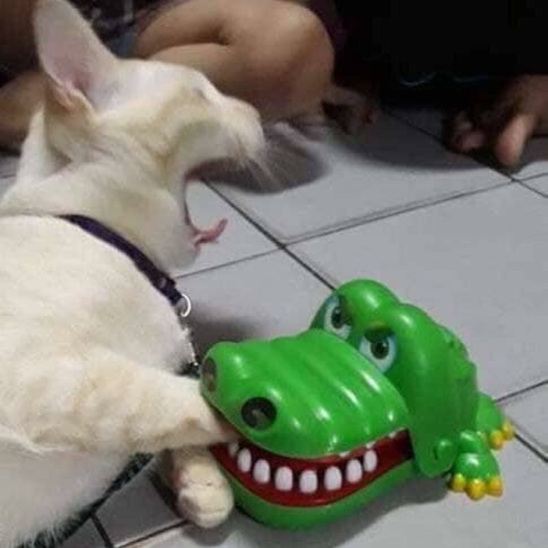 可愛咬咬鱷魚100 1 蝦皮購物