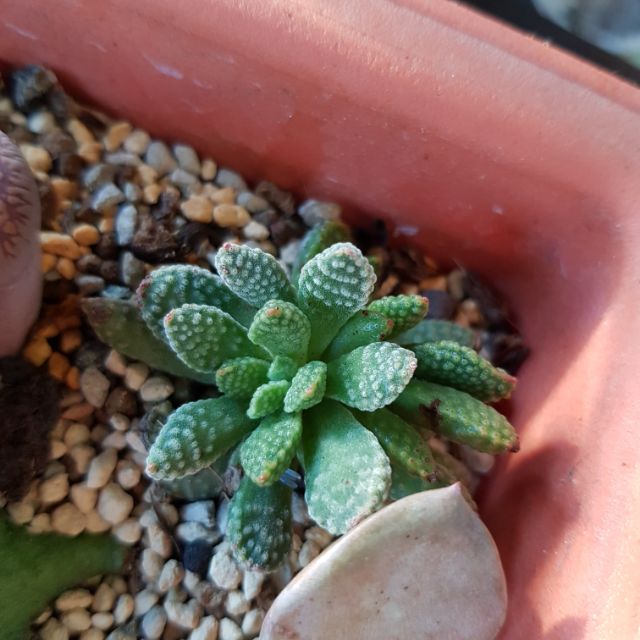 客訂下標 多肉植物 外星植物 小盆栽 蝦皮購物