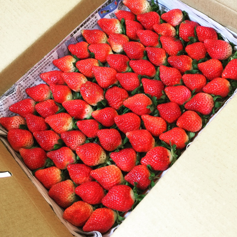 新鮮現採～大湖草莓～充滿甜蜜幸福的紅寶石