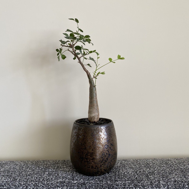鐵鏽釉盆器 暉煌 植木缽植木盆塊根 蝦皮購物