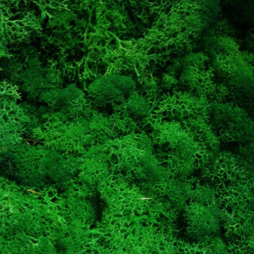 80克馴鹿苔草花藝材料馴鹿苔馴鹿草加工水草水苔苔草moss草永生苔多肉植物 微景觀 永生花 不凋花用鋪材