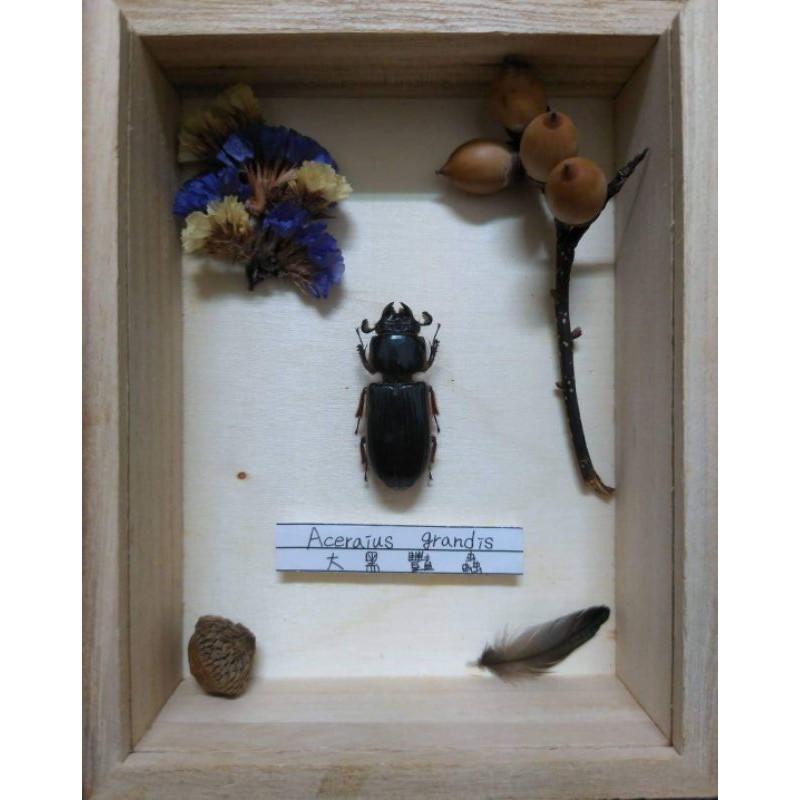 大黑艷蟲昆蟲甲蟲標本擺飾收藏裝飾品家用擺飾木框擺飾 蝦皮購物
