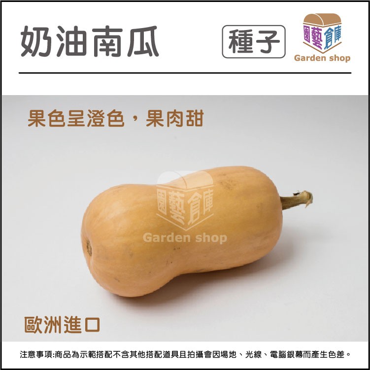 奶油南瓜種子 適用於湯 焗烤 燉肉等菜餚 園藝倉庫 蝦皮購物