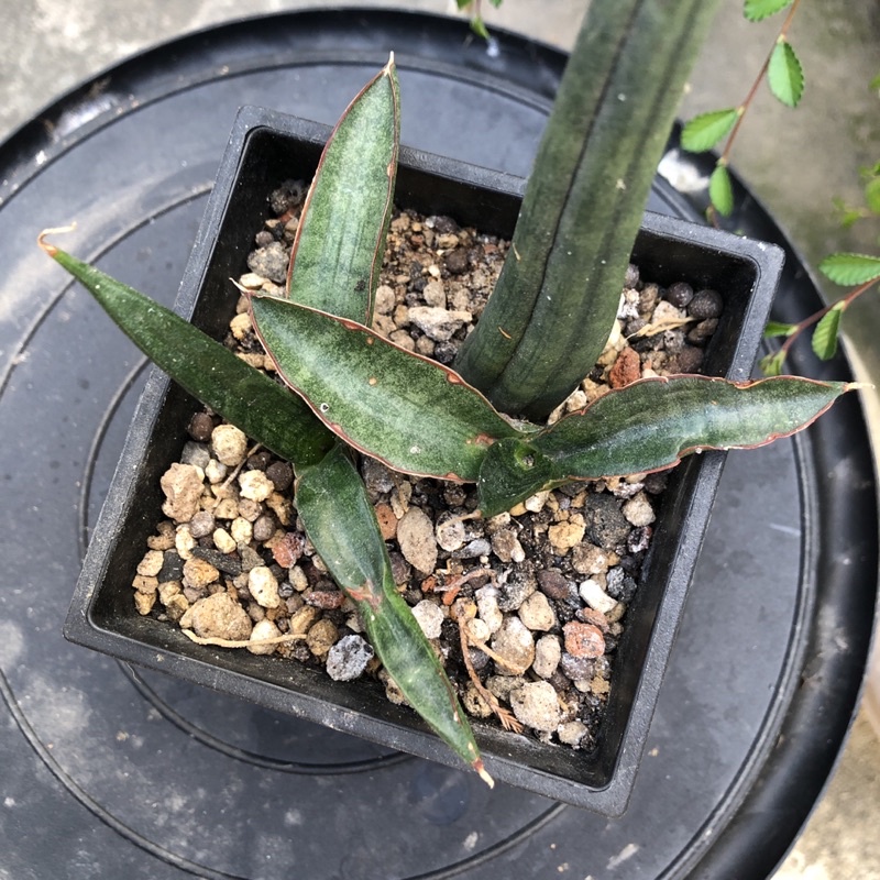2芽青蟹虎尾蘭多肉植物葉孵芽龍舌蘭科 蝦皮購物