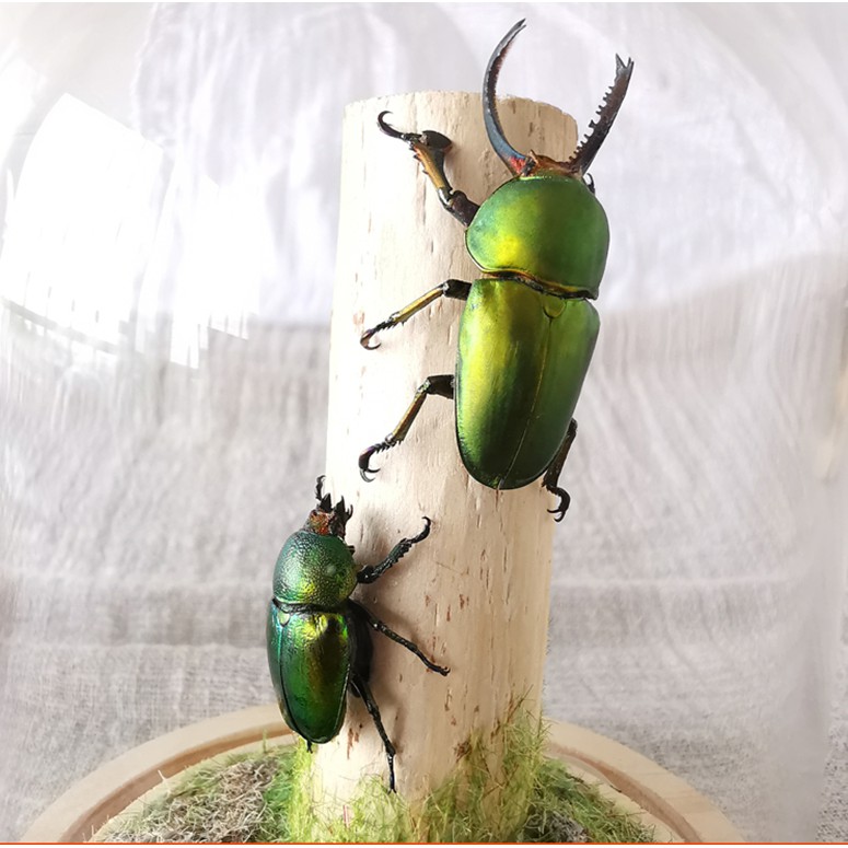 真昆蟲標本玻璃罩甲蟲標本手工藝品 蝦皮購物
