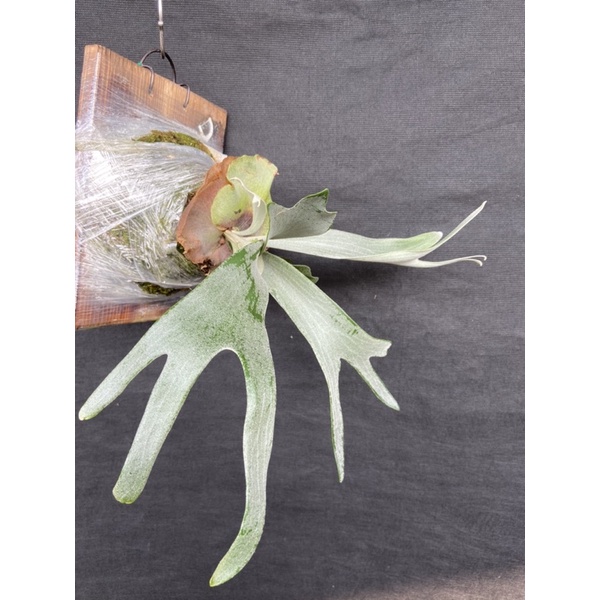 鹿角蕨-上版-P.bifurcatium white deer- 白鹿-IG網紅-療癒植物-文青植物、蕨類植物、雨林植物