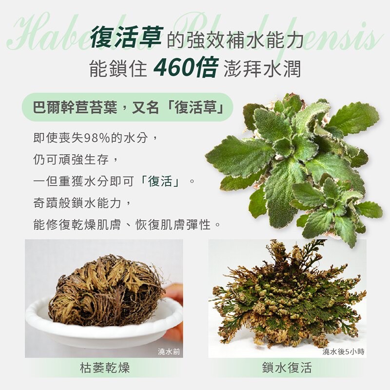 Laboraties奇肌復活草保濕面膜 現貨 蝦皮購物