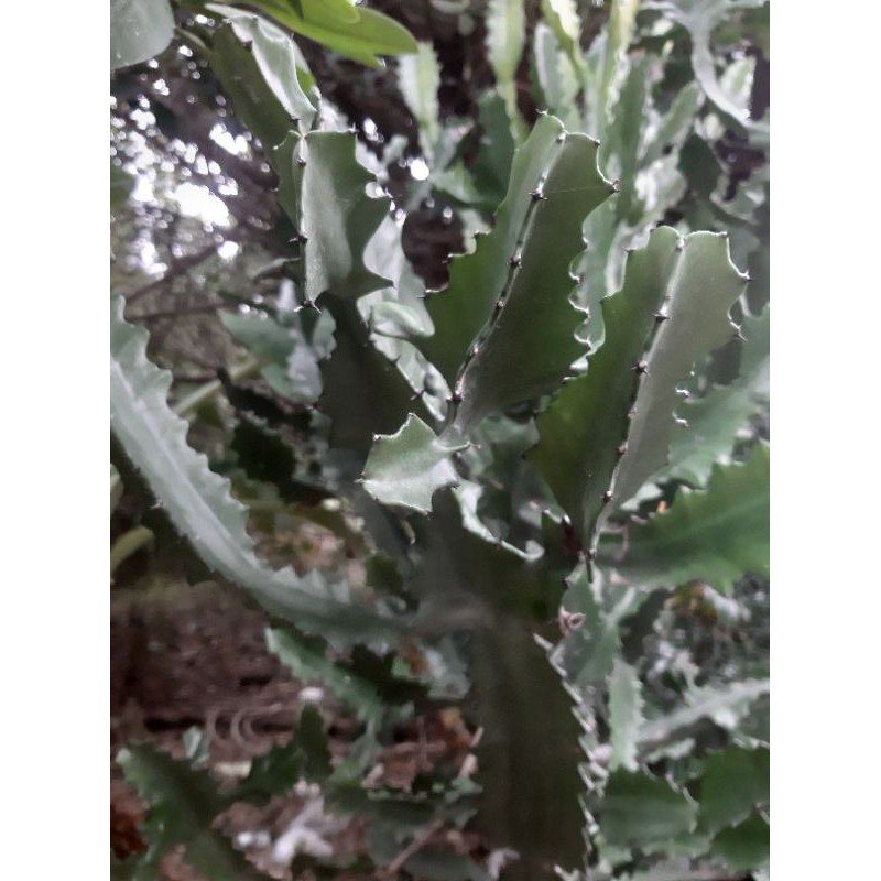 多肉植物 風水植物、紅帝錦、霸王鞭、龍骨植物、帝王錦、仙人掌、大戟科