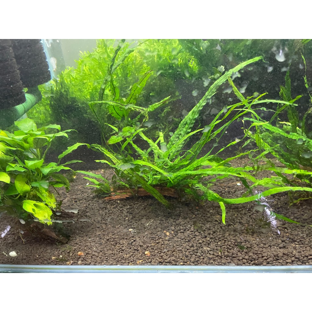 陰性水草缸造景的價格推薦 21年6月 比價比個夠biggo