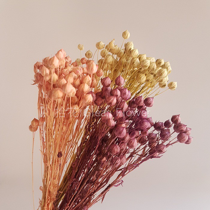 拾花 乾燥花素材臨花粉 米綠 紫 蝦皮購物