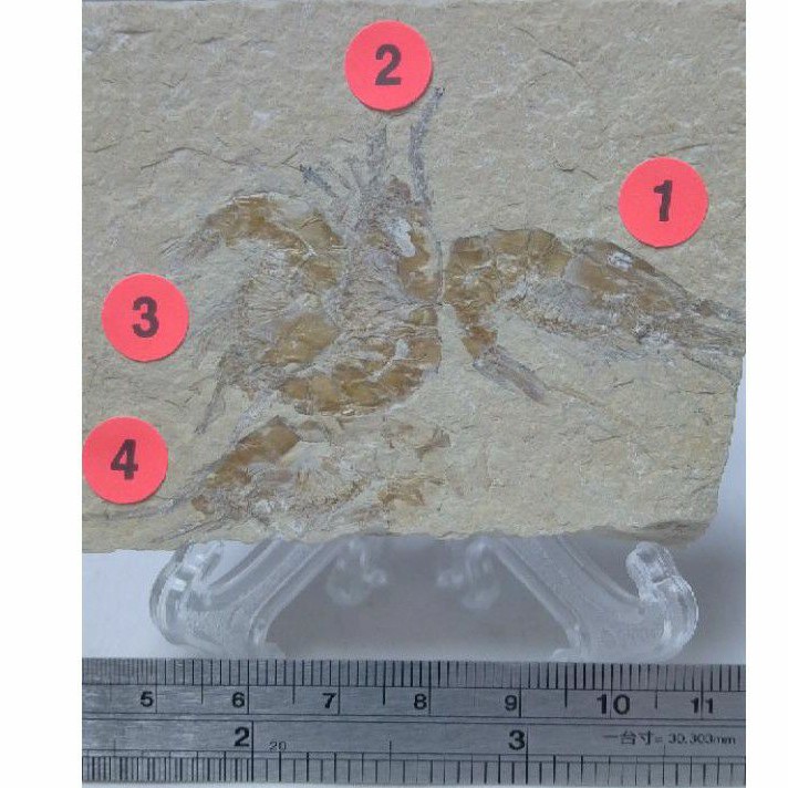 【化石的家】黎巴嫩果蝦化石（四蝦同板）