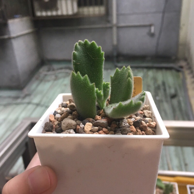 熊童子 3吋盆 多肉植物 景天科 銀波錦屬 綠熊系列 蝦皮購物