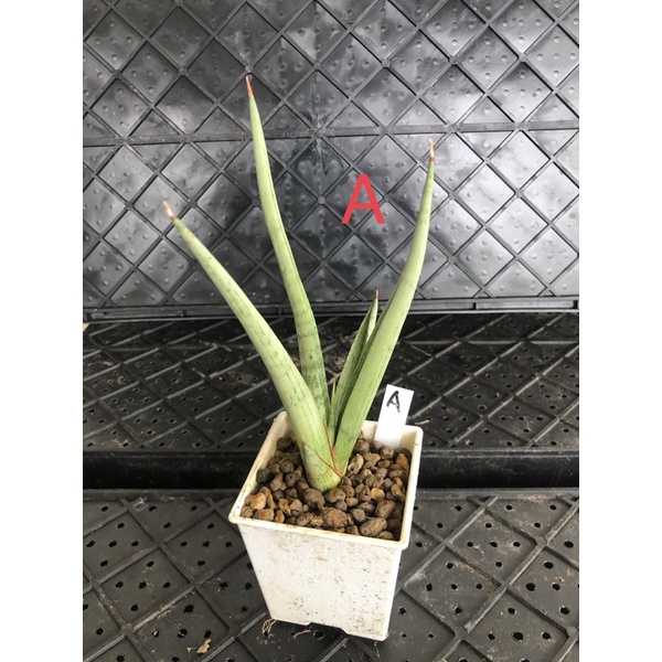 日光倉庫 白火焰虎尾蘭多肉植物 蝦皮購物