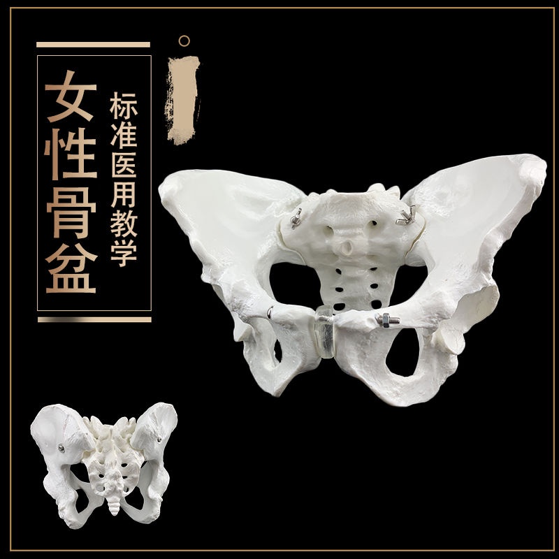 ♥❤助產示教模型 骨盆模型帶胎兒頭顱骨模型 女性盆底肌女性骨盆