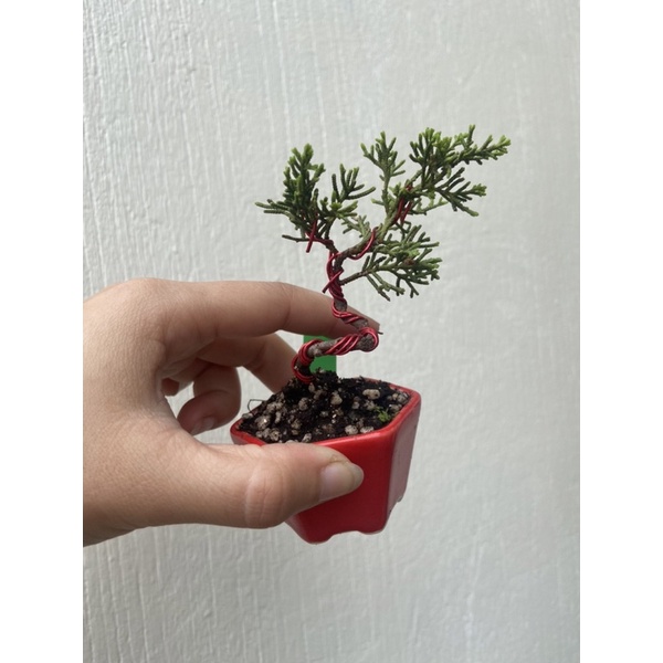 小品盆栽 (真柏）