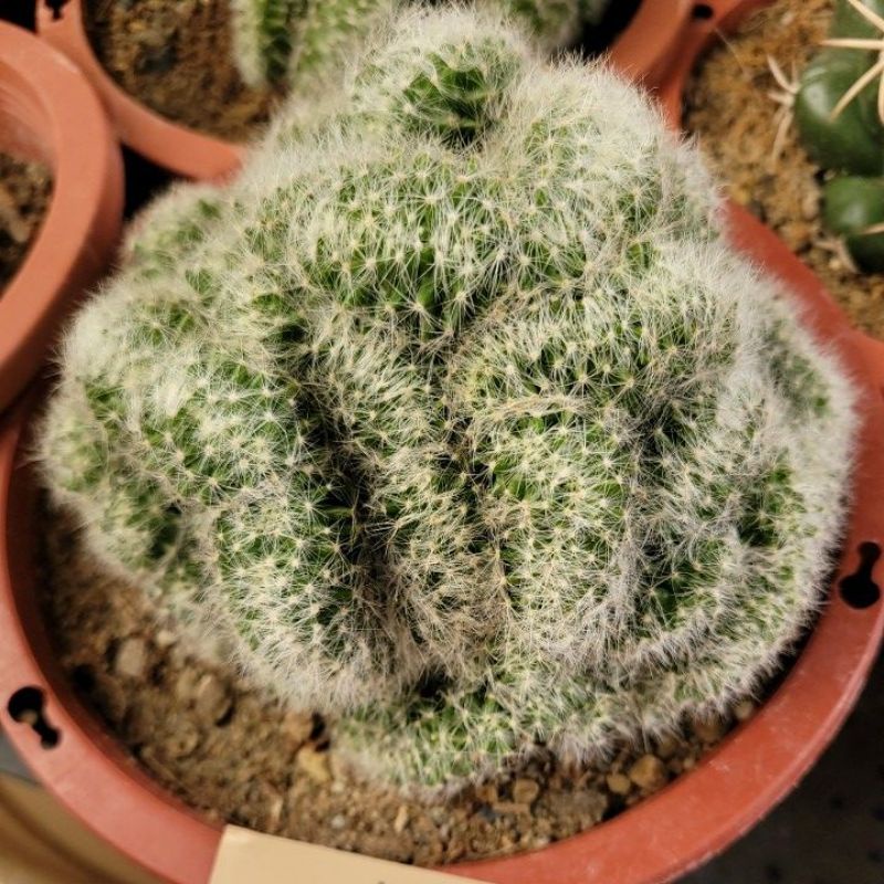 仙人掌多肉植物6吋盆香花丸綴化 蝦皮購物
