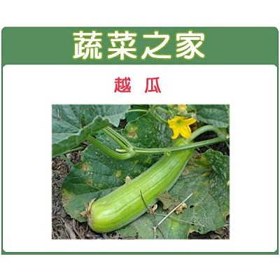 【蔬菜之家滿額免運】G16.越瓜種子50顆(青醃瓜.青綠色皮.果粗長.產量豐)果菜類種子